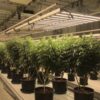 LED Grow Light - Image 3